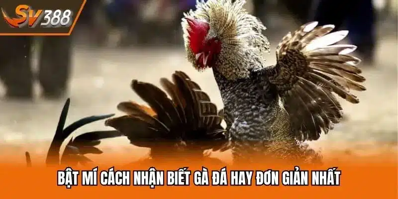 Bật mí cách nhận biết gà đá hay đơn giản nhất