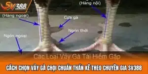 Cách Chọn Vảy Gà Chọi Chuẩn Thần Kê Theo Chuyên Gia SV388