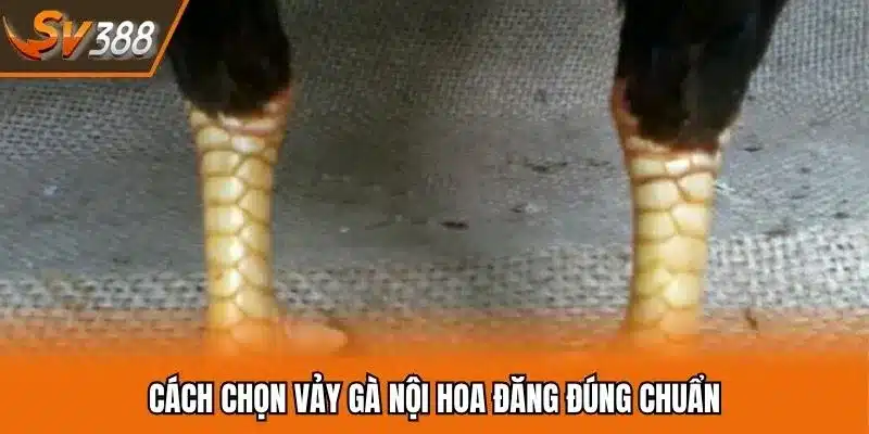 Cách chọn vảy gà xấu khai hậu