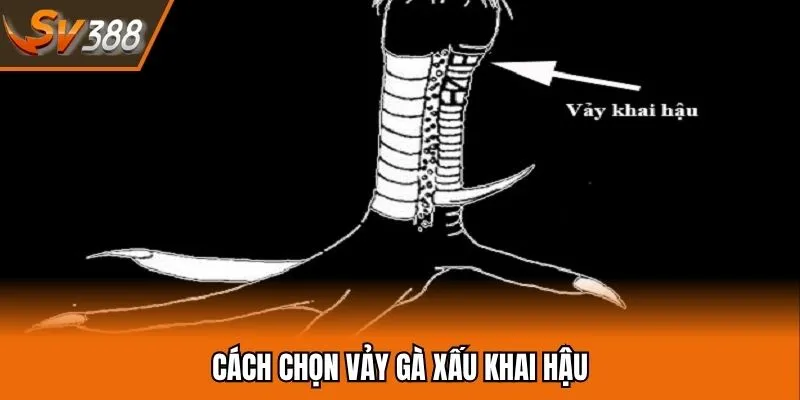 Cách chọn vảy gà nội hoa đăng đúng chuẩn