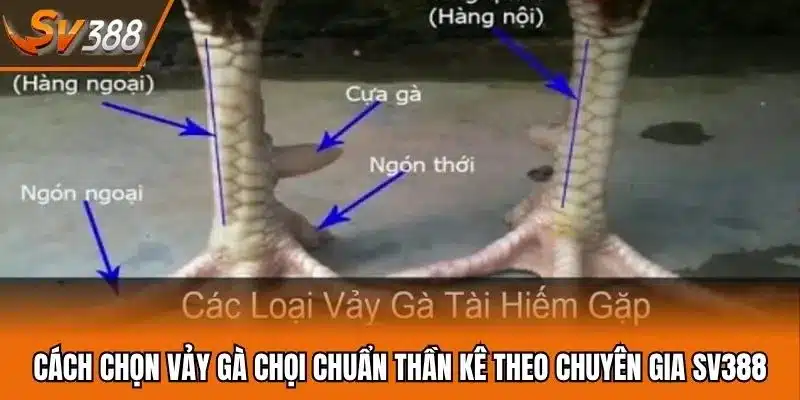Cách Chọn Vảy Gà Chọi Chuẩn Thần Kê Theo Chuyên Gia SV388