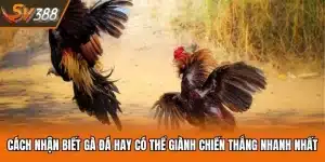 Cách Nhận Biết Gà Đá Hay Có Thể Giành Chiến Thắng Nhanh Nhất