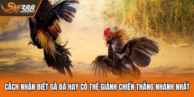 Cách Nhận Biết Gà Đá Hay Có Thể Giành Chiến Thắng Nhanh Nhất
