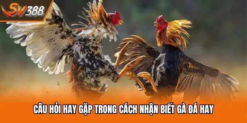 Câu hỏi hay gặp trong cách nhận biết gà đá hay