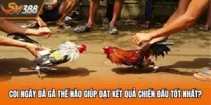 Coi Ngày Đá Gà Thế Nào Giúp Đạt Kết Quả Chiến Đấu Tốt Nhất?