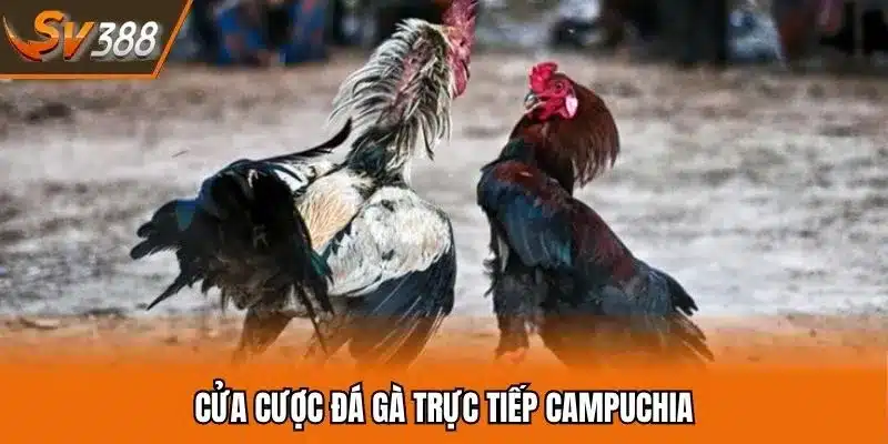 Của cược cơ bản nhất đá gà Campuchia trực tiếp tại SV388 