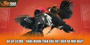 Đá Gà SV388 - Hàng Nghìn Trận Đấu Hot Diễn Ra Mỗi Ngày