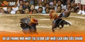 Đá Gà Thomo Mới Nhất Tại SV388 Cập Nhật Lịch Đấu Siêu Chuẩn