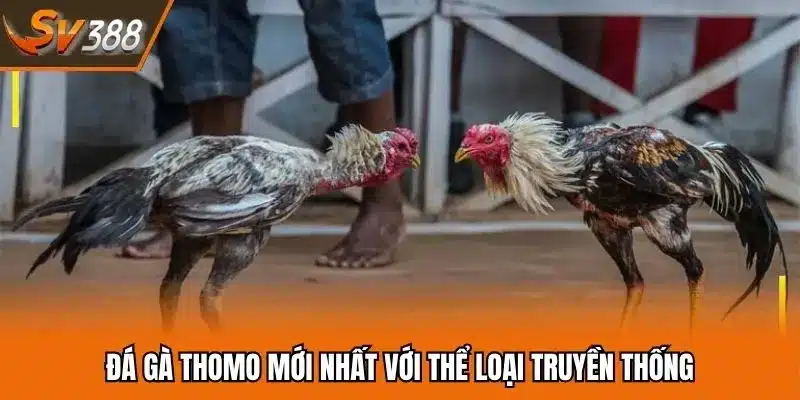 Đá gà Thomo mới nhất cập nhật lịch đấu chuẩn xác