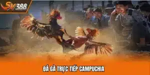 Đá Gà Trực Tiếp Campuchia Giải Trí Kịch Tính Hàng Đầu SV388 