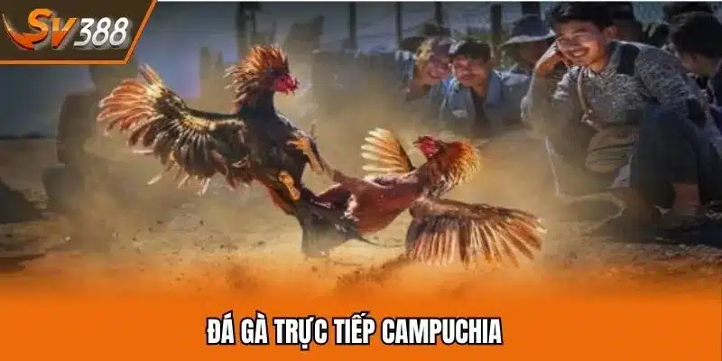 Đá Gà Trực Tiếp Campuchia Giải Trí Kịch Tính Hàng Đầu SV388 