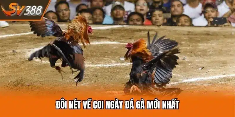 Đôi nét về coi ngày đá gà mới nhất