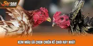 Gà Màu Gì Đá Hay Nhất? Giải Mã Màu Mạng Hùng Kê Uy Dũng