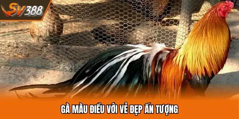 Gà màu gì đá hay nhất - chọn sắc điều nổi bật