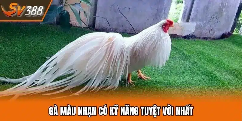 Chiến kê màu nhạn ấn tượng được nhiều bạn lựa chọn