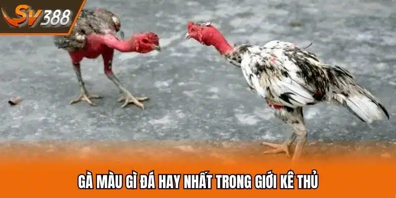 Xem màu sắc thần kê để dự đoán gà chọi xuất sắc