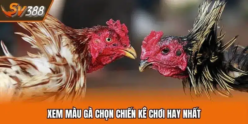 Gà Màu Gì Đá Hay Nhất? Giải Mã Màu Mạng Hùng Kê Uy Dũng