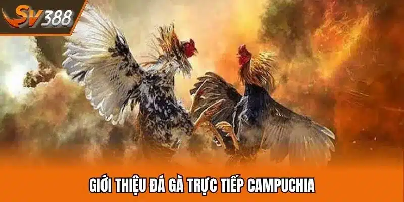 Giới thiệu hình thức giải trí đá gà trực tiếp Campuchia 