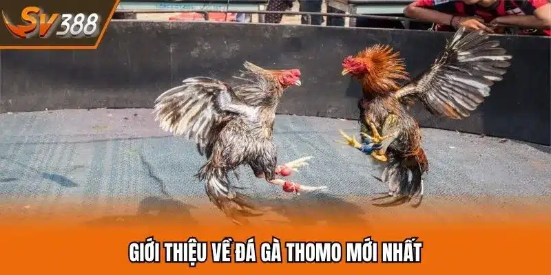 Giới thiệu về đá gà Thomo mới nhất