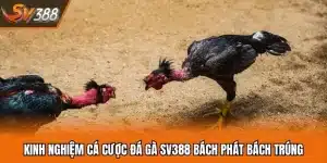 Kinh Nghiệm Cá Cược Đá Gà SV388 Bách Phát Bách Trúng