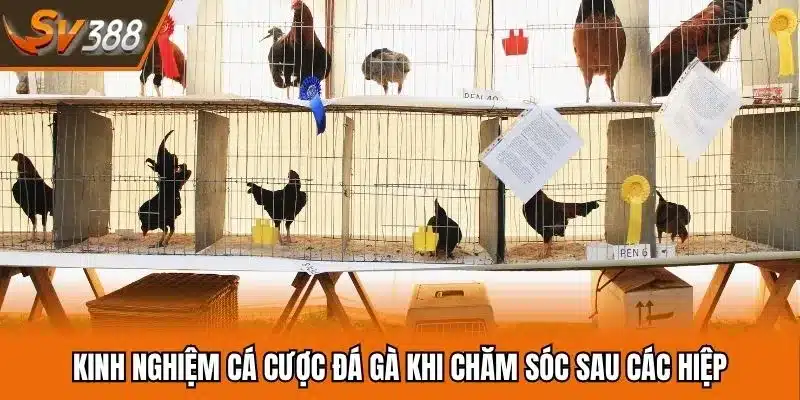 Kinh nghiệm cá cược đá gà khi chăm sóc sau các hiệp