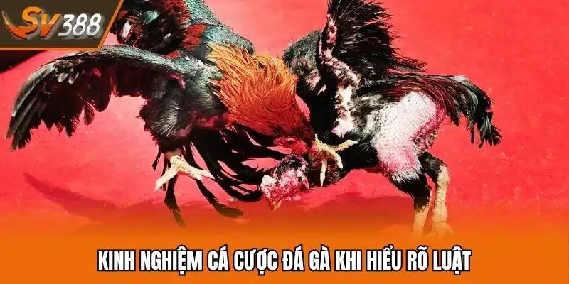 Kinh nghiệm cá cược đá gà khi hiểu rõ luật