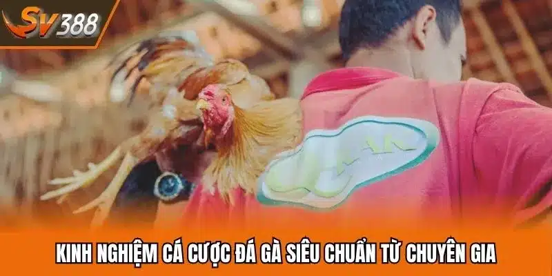 Kinh nghiệm cá cược đá gà siêu chuẩn từ chuyên gia