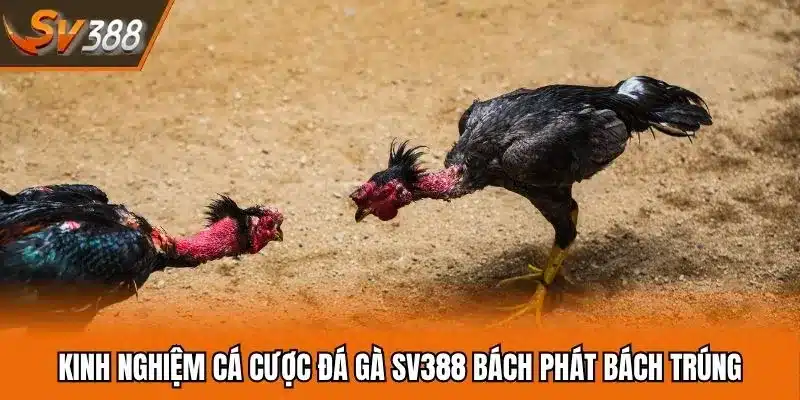 Kinh Nghiệm Cá Cược Đá Gà SV388 Bách Phát Bách Trúng