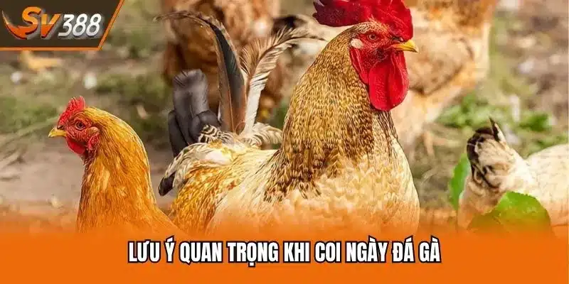 Lưu ý quan trọng khi coi ngày đá gà