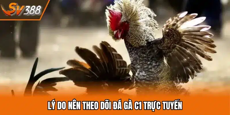 Lý do nên theo dõi đá gà C1 trực tuyến