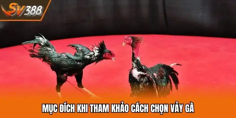 Mục đích khi tham khảo cách chọn vảy gà