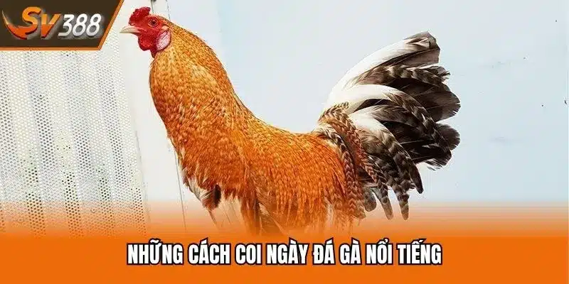 Những cách coi ngày đá gà nổi tiếng