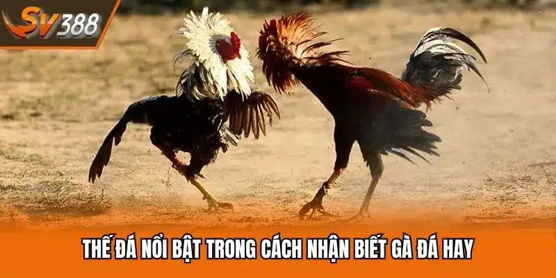 Thế đá nổi bật trong cách nhận biết gà đá hay