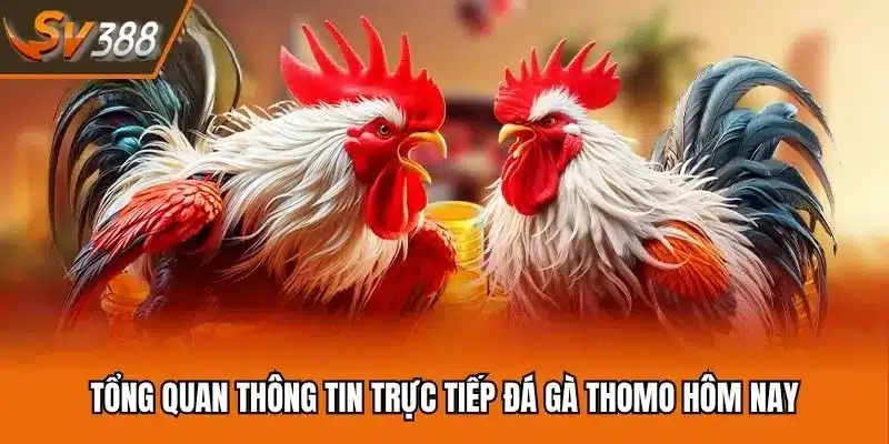 Tổng quan thông tin trực tiếp đá gà Thomo hôm nay
