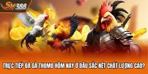 Trực Tiếp Đá Gà Thomo Hôm Nay Ở Đâu Sắc Nét Chất Lượng Cao?