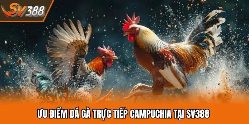 Điều nổi bật theo dõi đá gà Campuchia trực tiếp tại SV388 