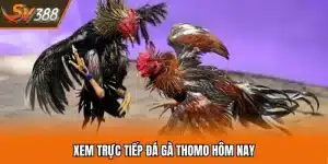 Xem Trực Tiếp Đá Gà Thomo SV388 Cực Hot Tại Campuchia