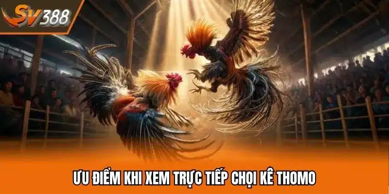 Xem trực tiếp đá gà Thomo với các tính năng chất lượng