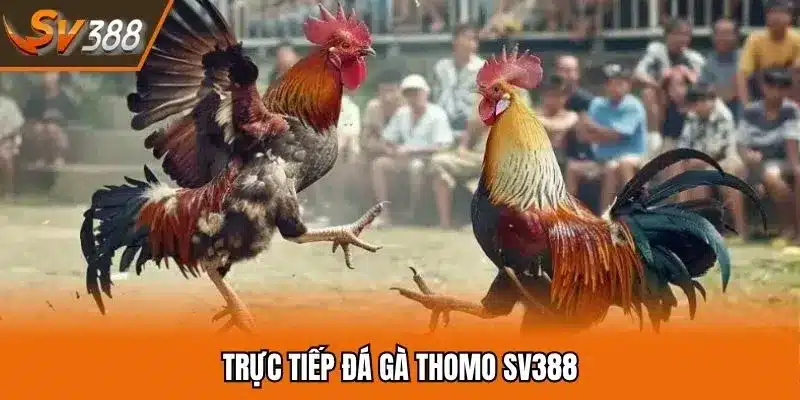Thưởng thức trận chọi kê qua những cách dễ hiểu